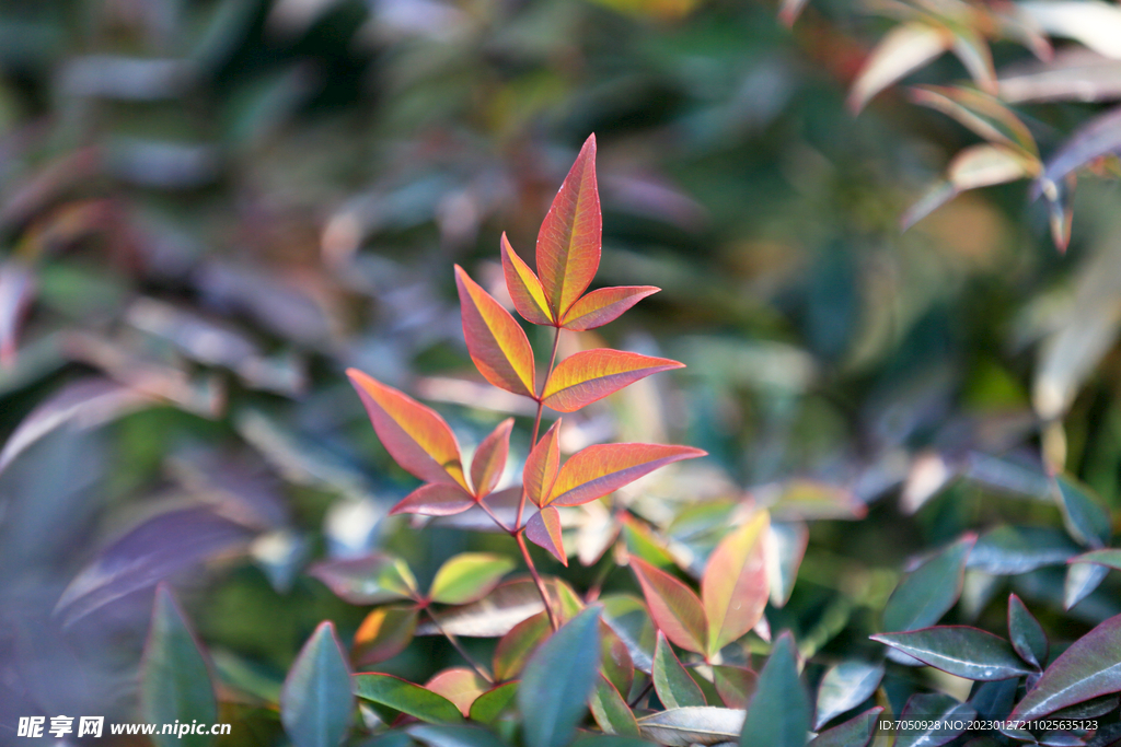 南天竹叶片特写
