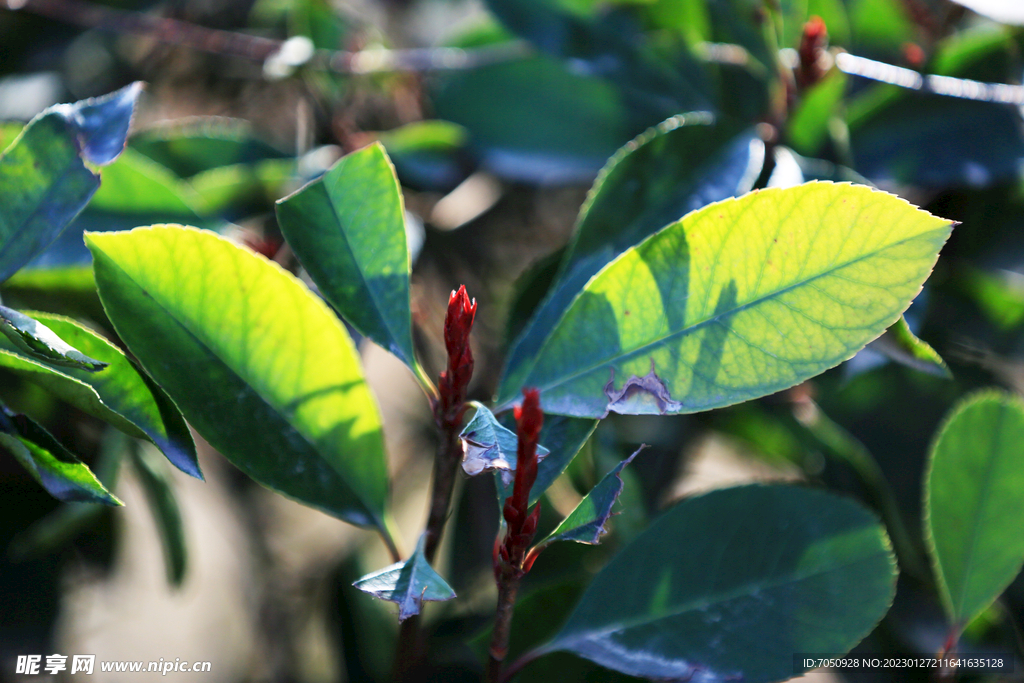 光影石楠叶特写