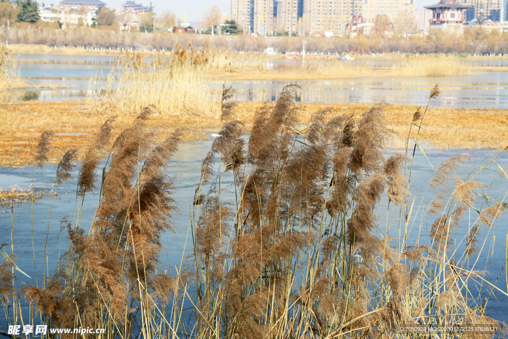 河边芦苇