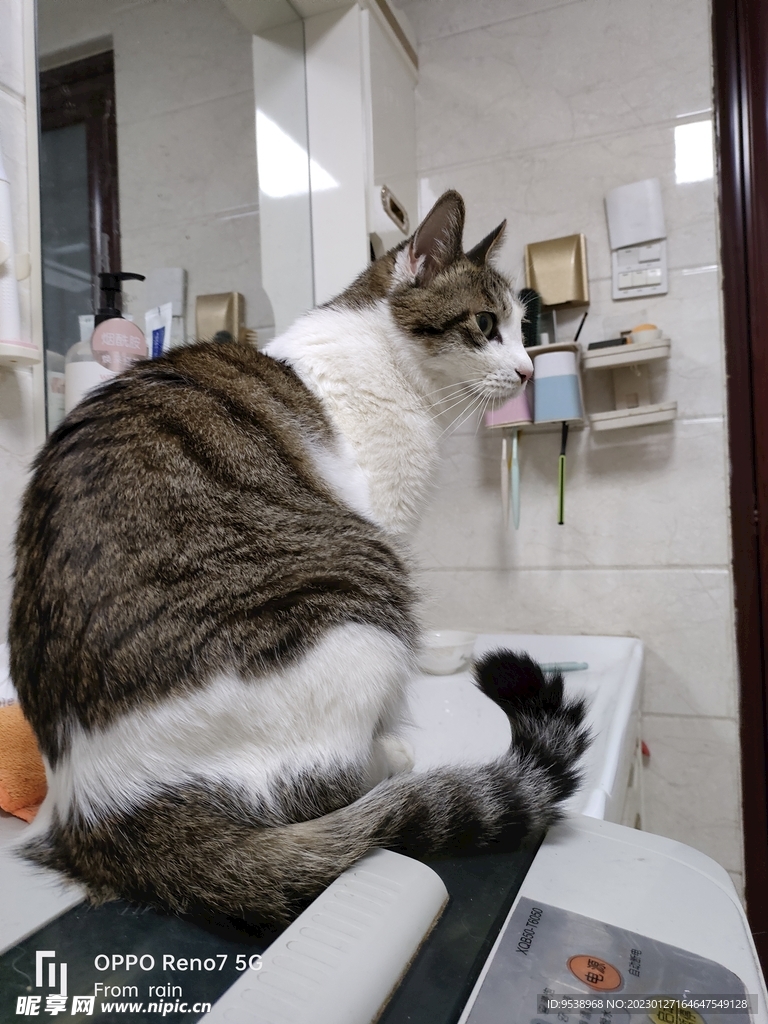 猫-侧脸
