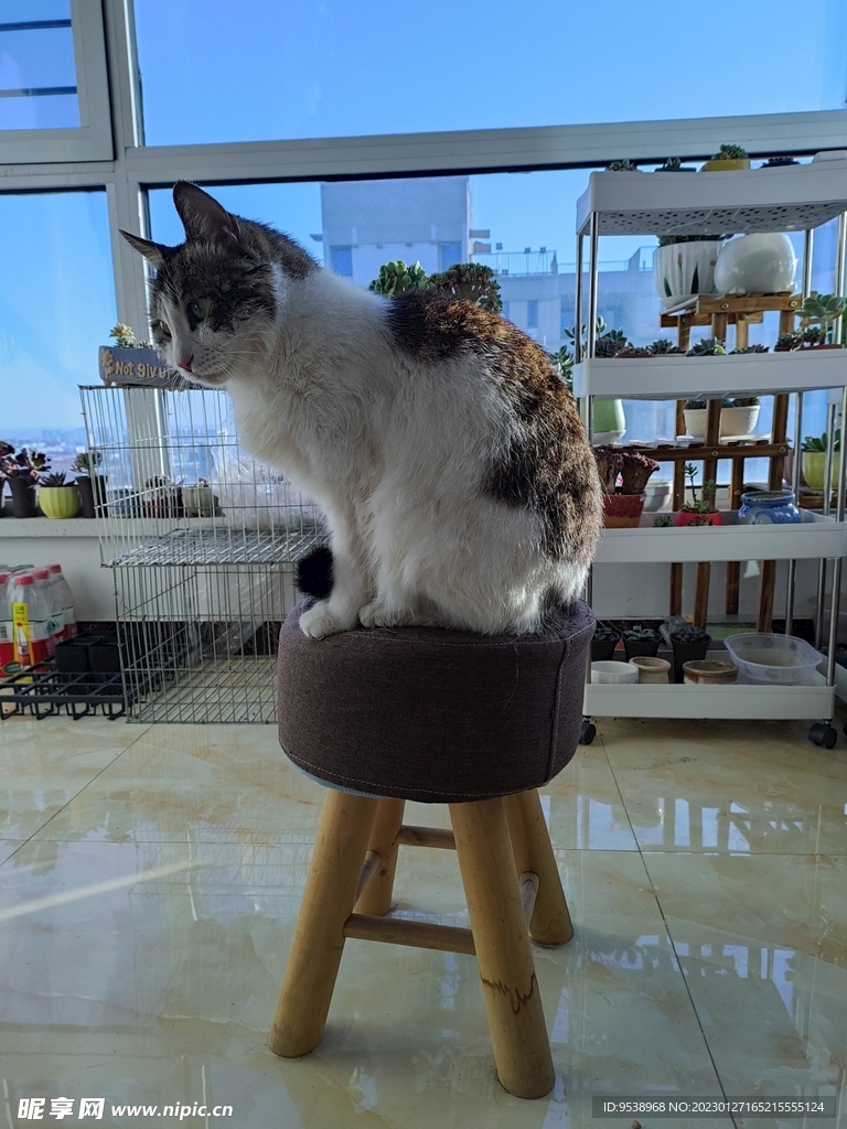 猫
