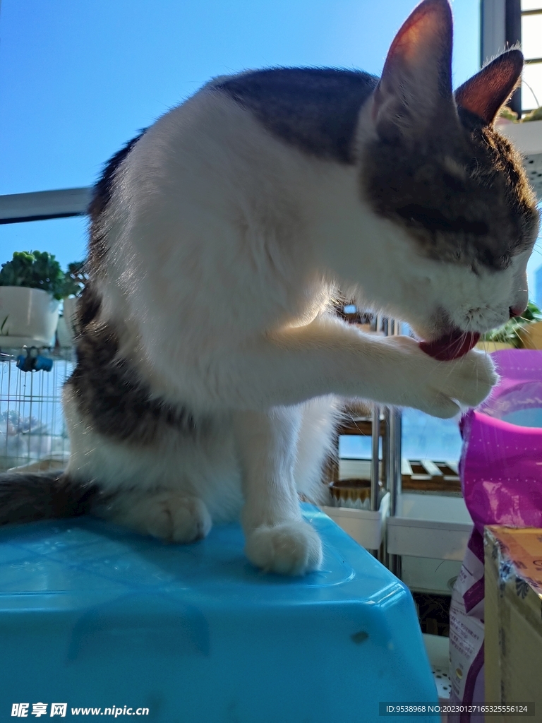 猫-舔爪爪