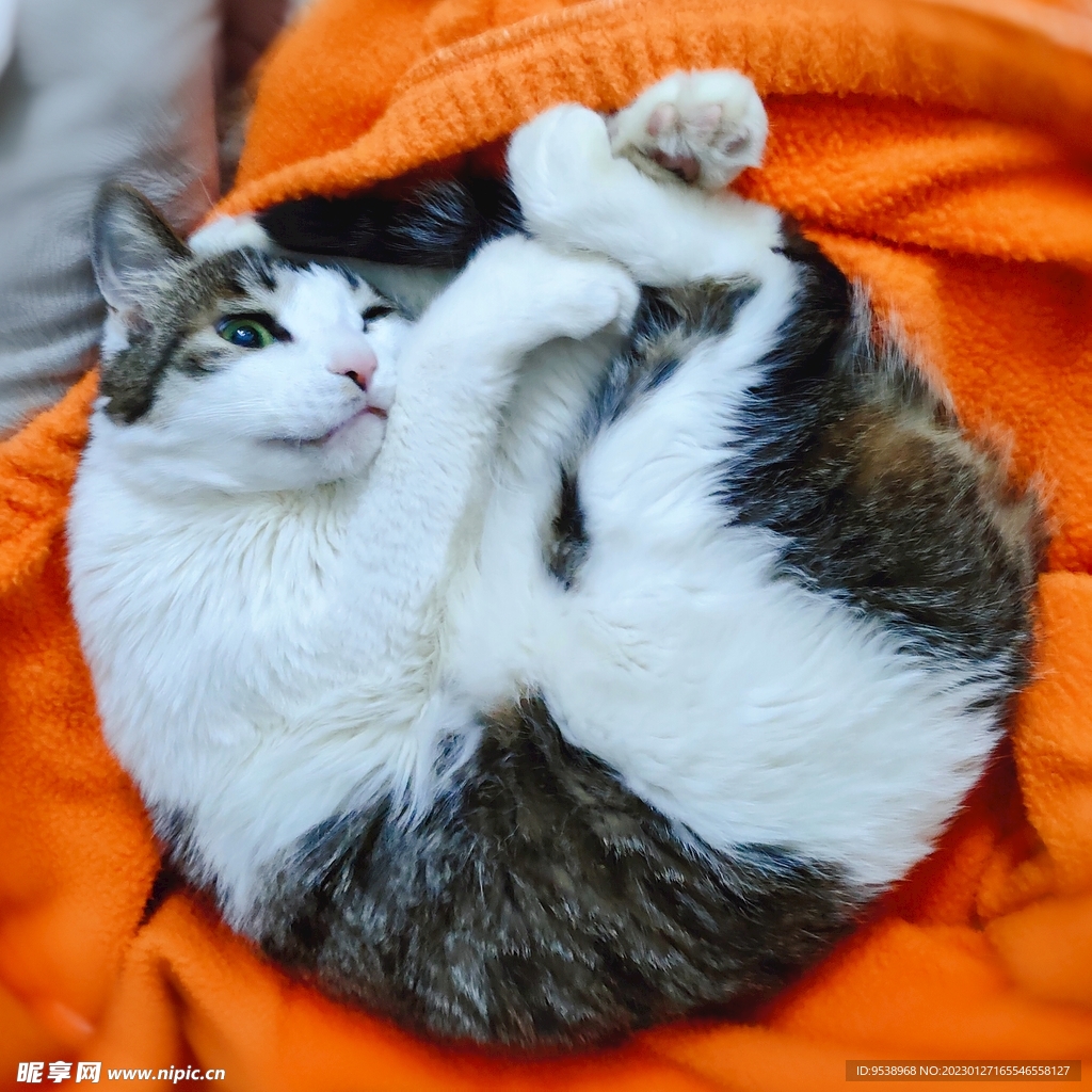 猫-眨眼-wink
