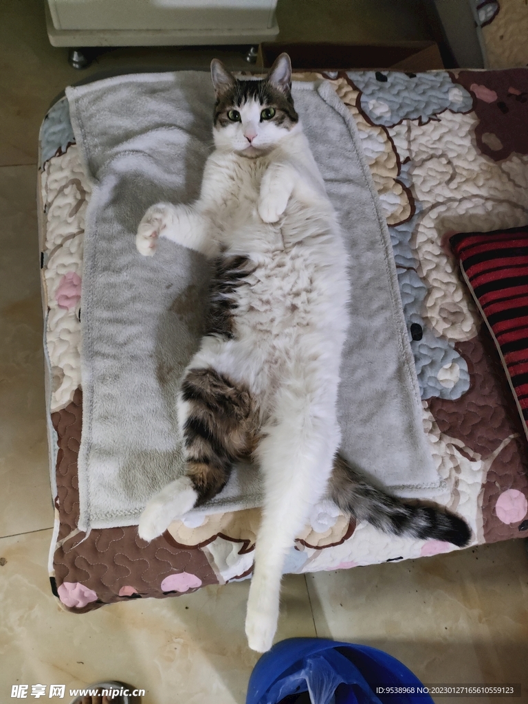 猫-看着你
