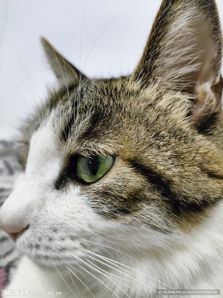 猫-特写
