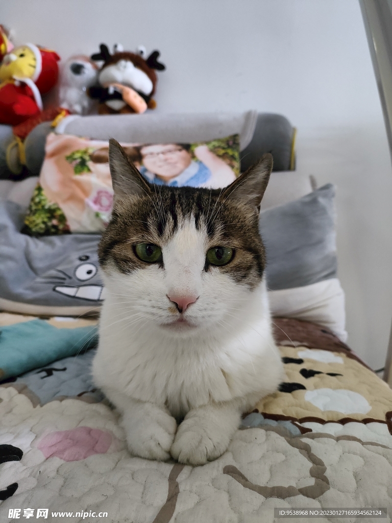猫-乖乖坐好