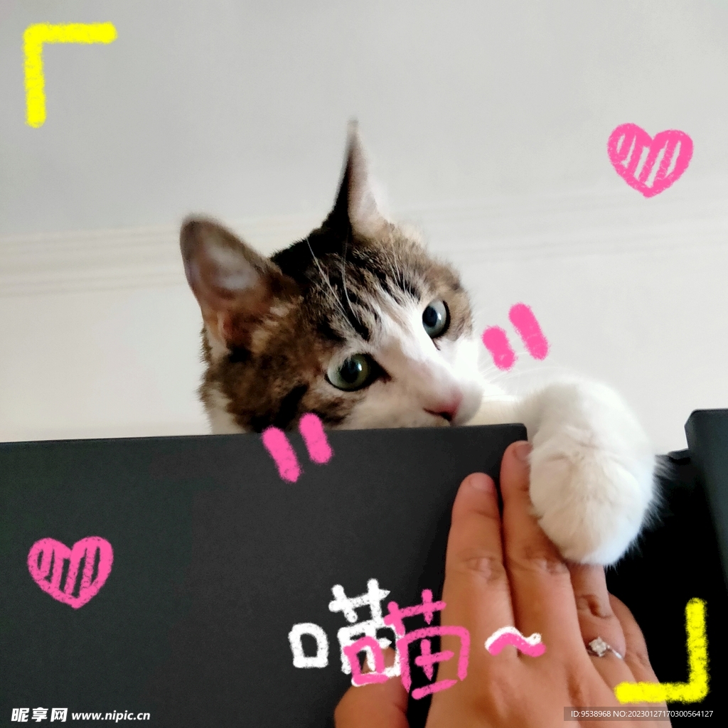 猫握手