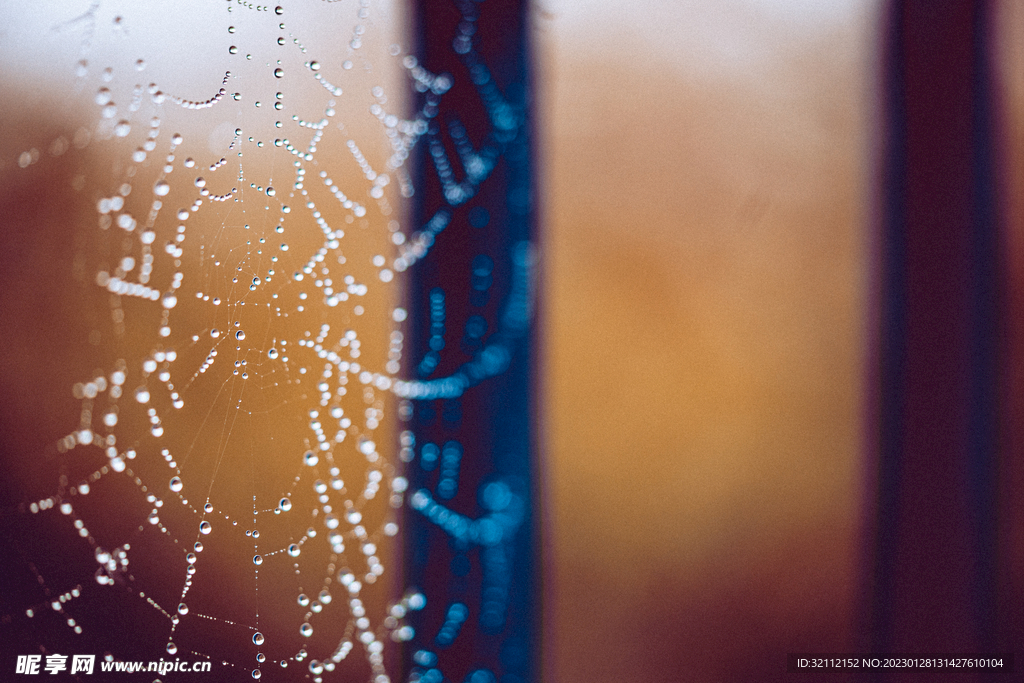 微距摄影蜘蛛网