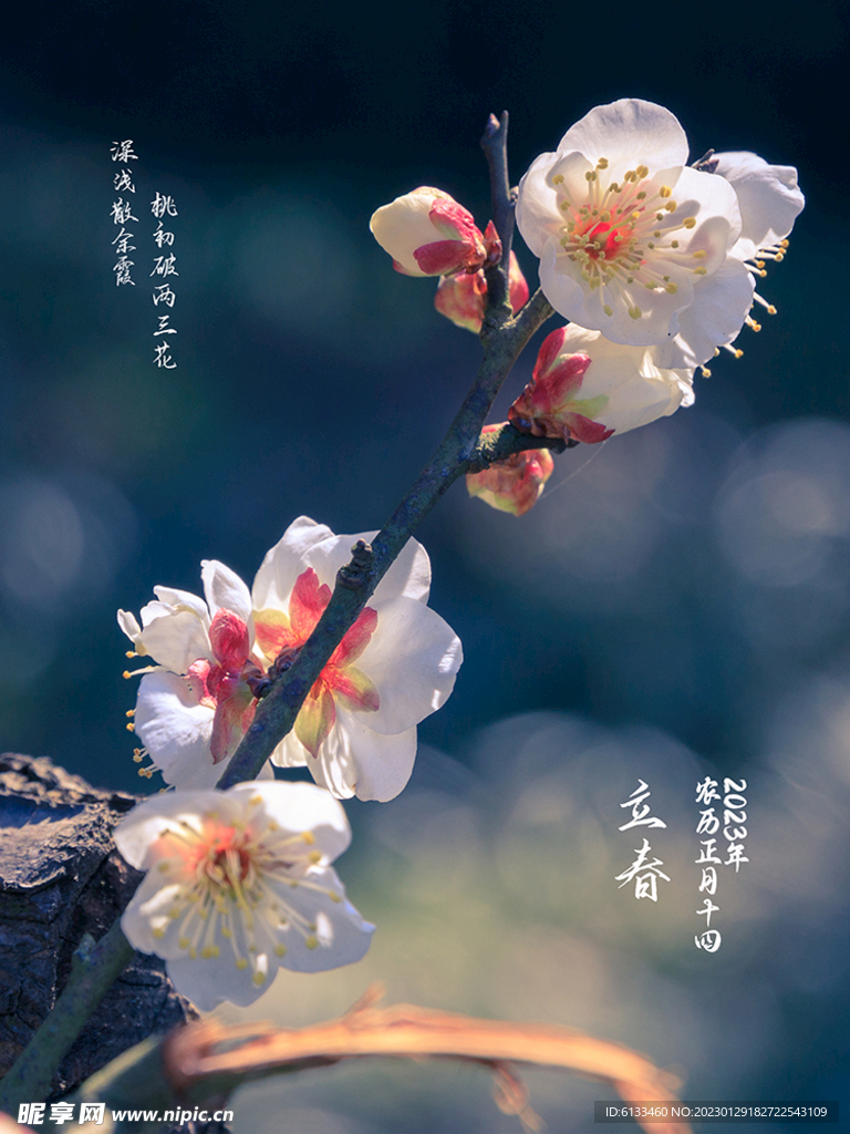 立春