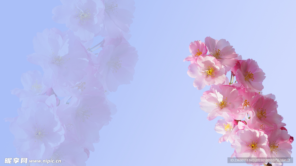樱花墙纸