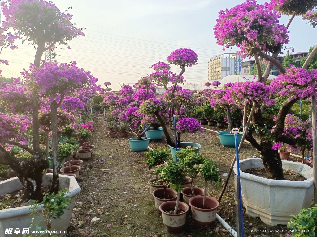 鲜花