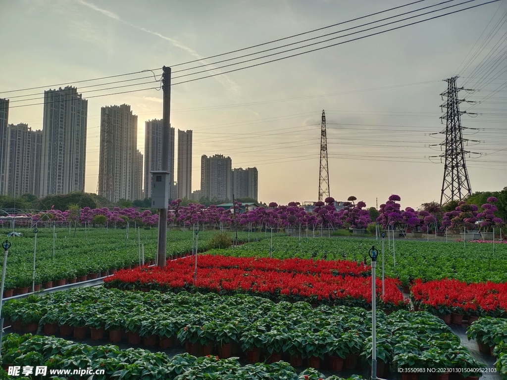 鲜花