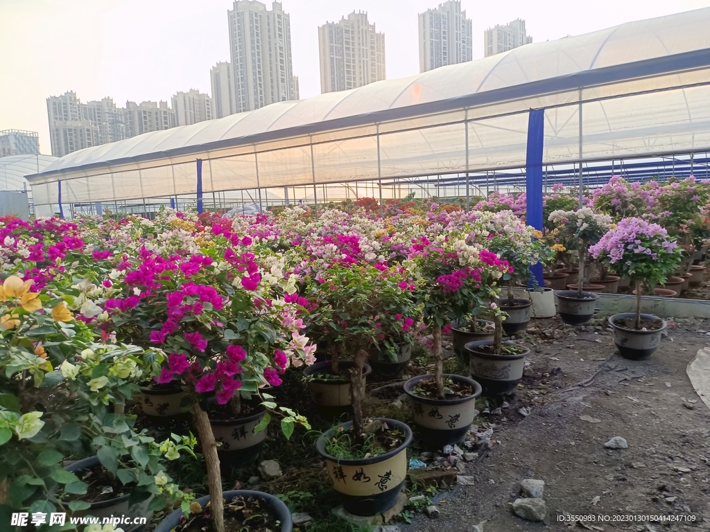 鲜花