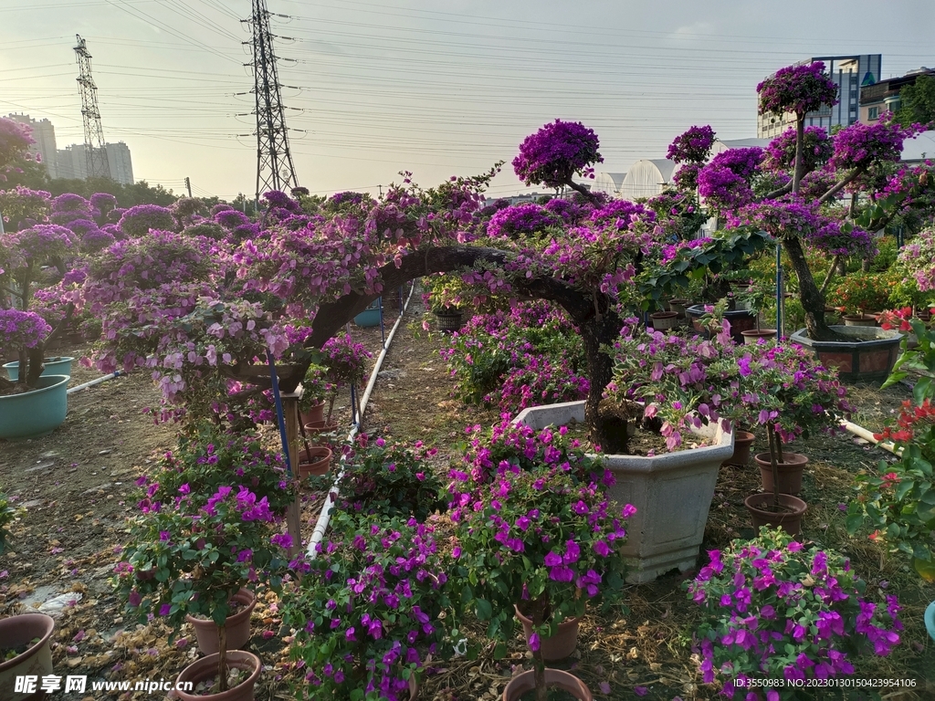 鲜花