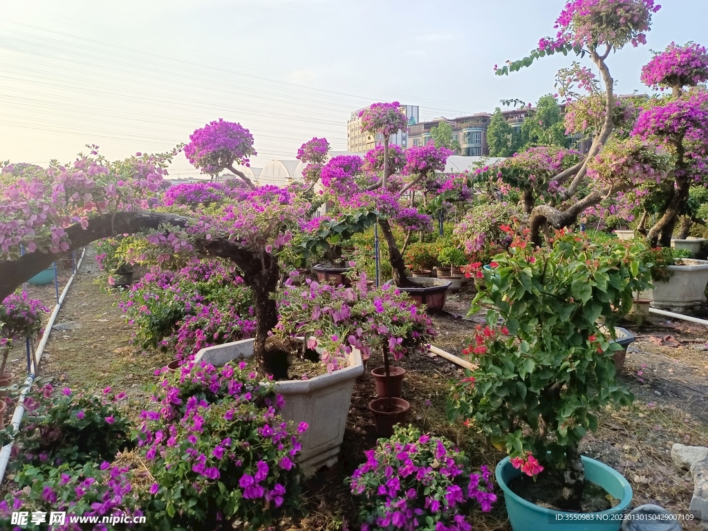 鲜花