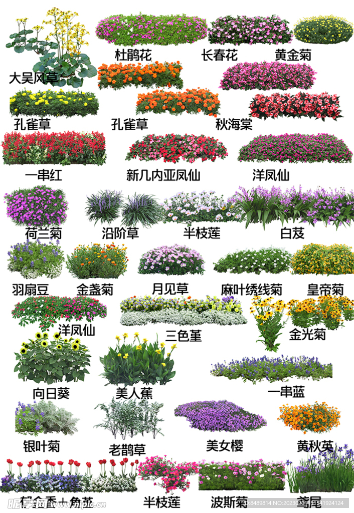 地被开花植物