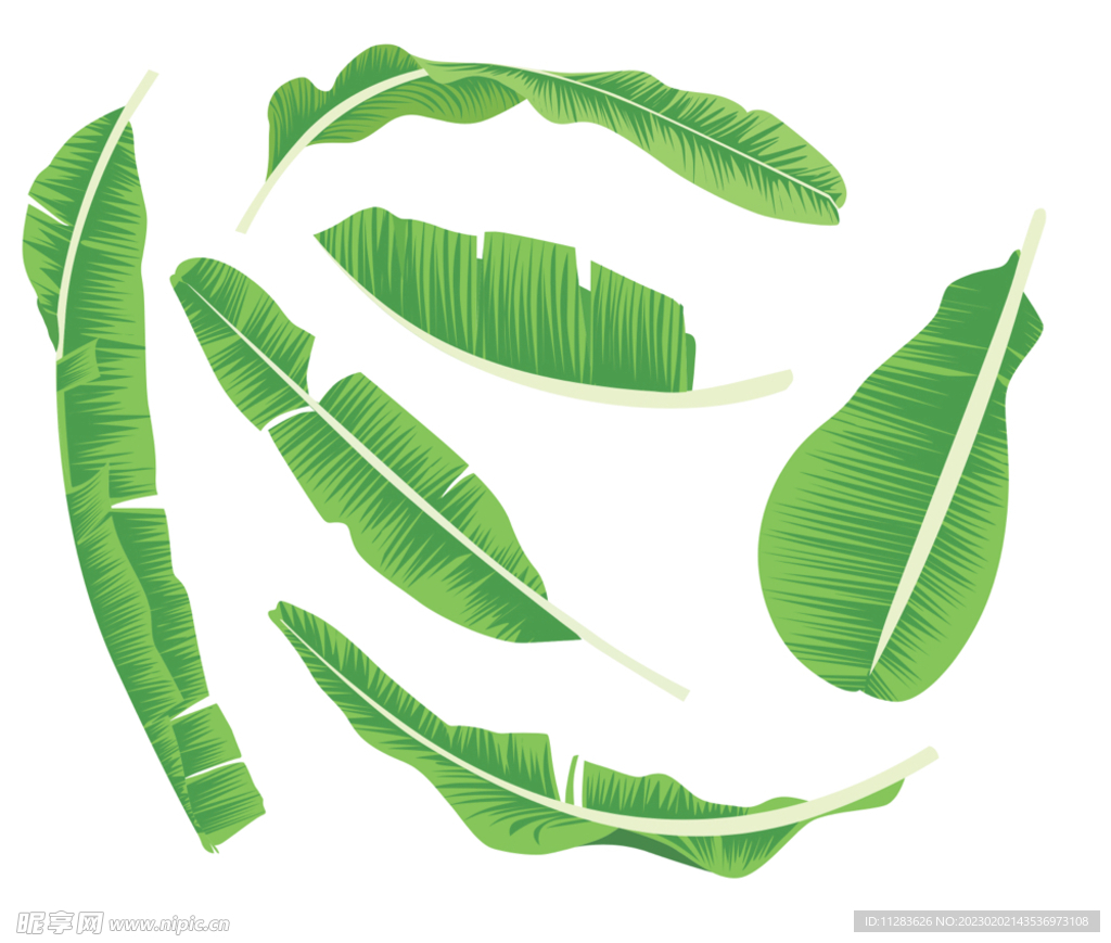 芭蕉叶矢量素材