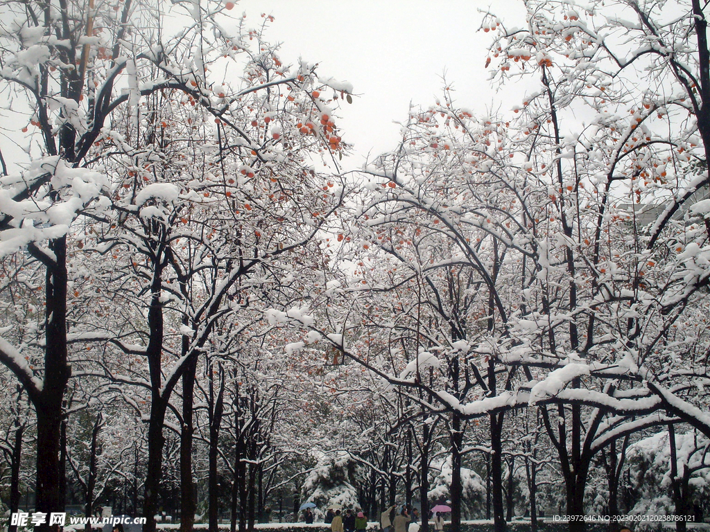 北理工（中心花园-冬季雪景-1