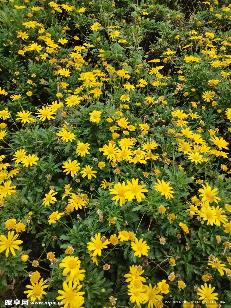 黄金菊