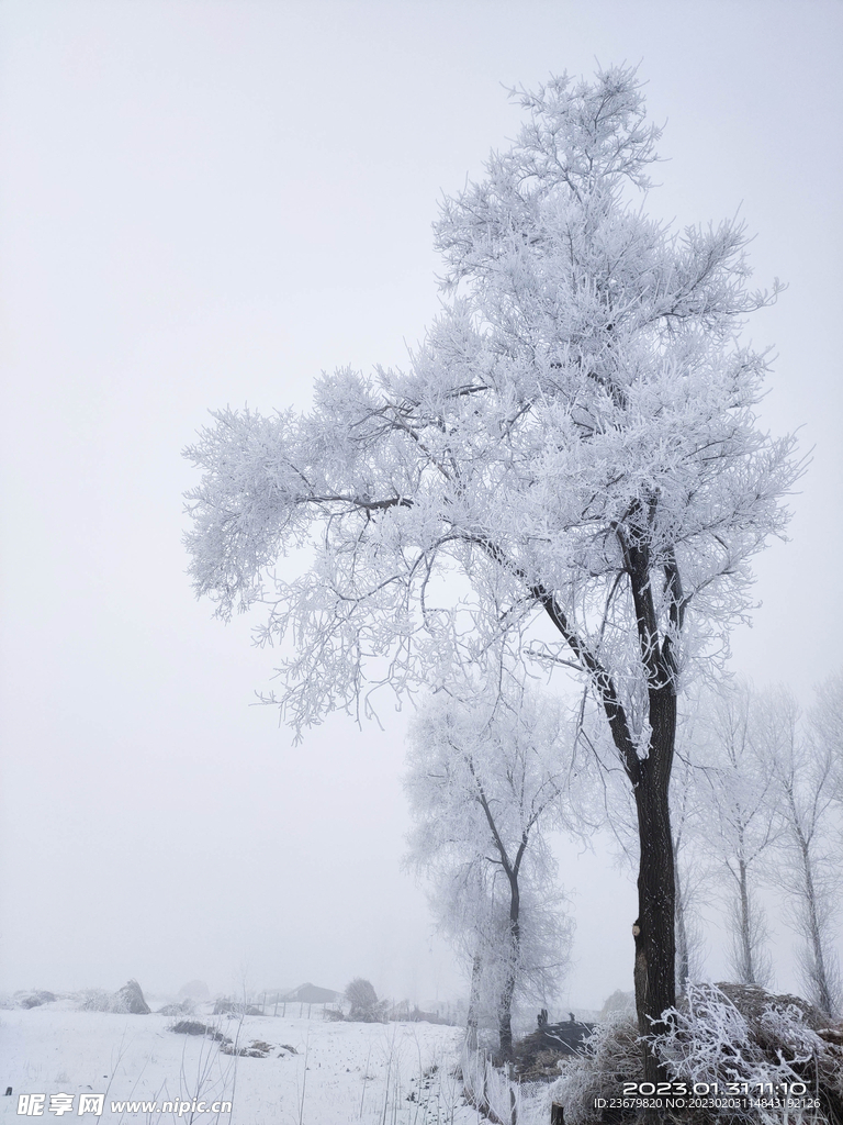 挂满雾凇的树木