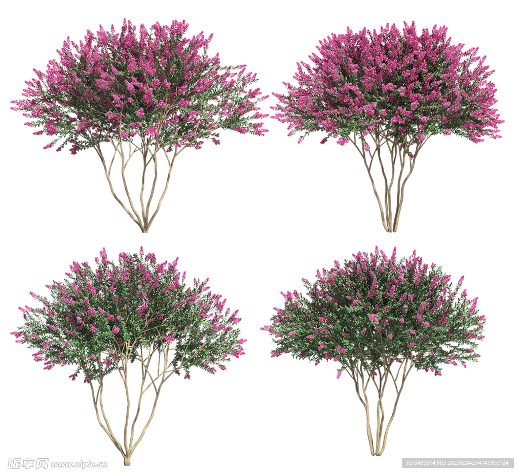 乔木 树木 花树