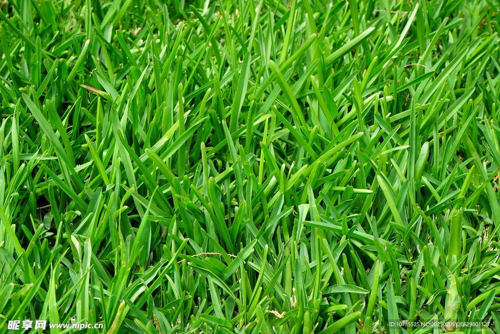 高清草坪草地背景
