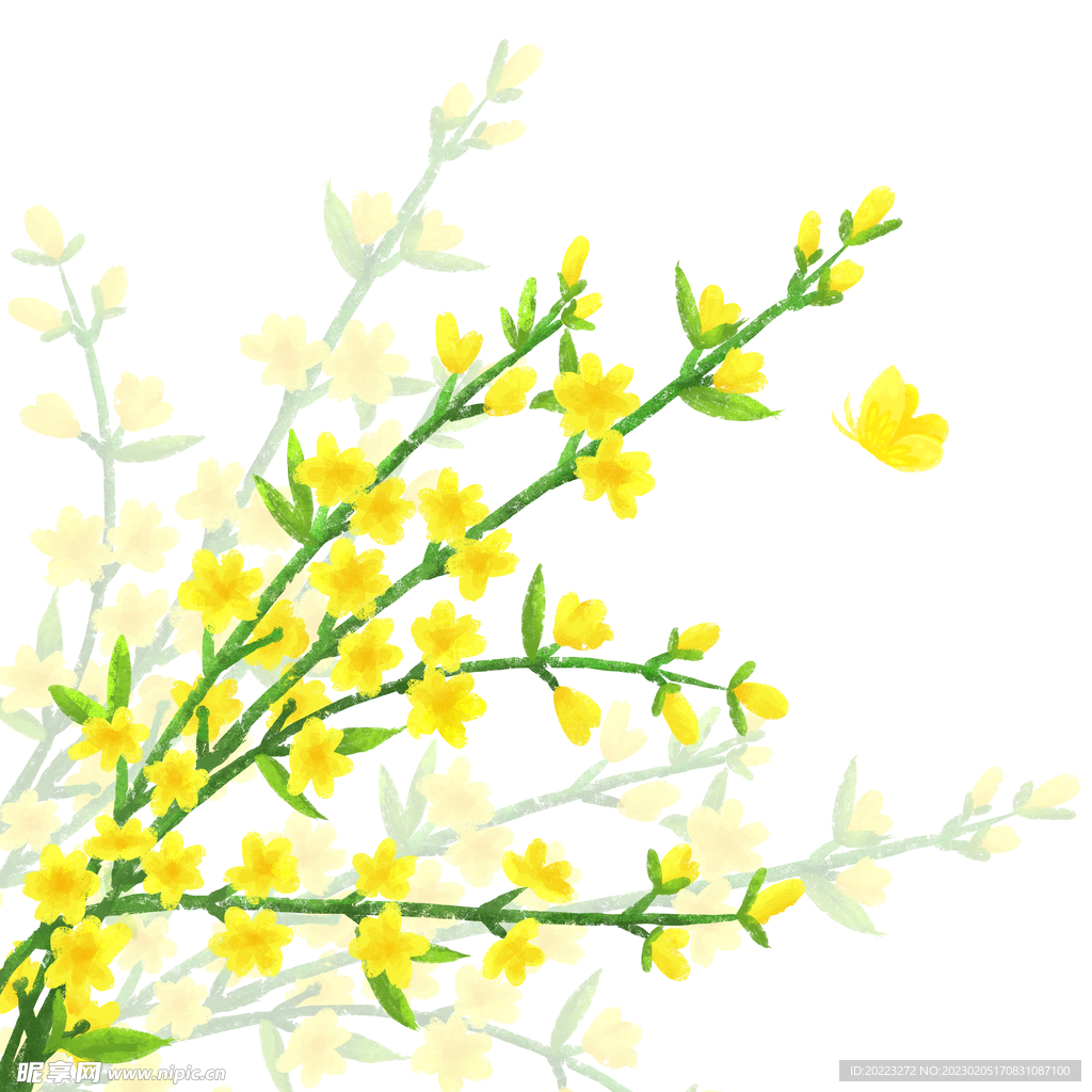 迎春花手绘