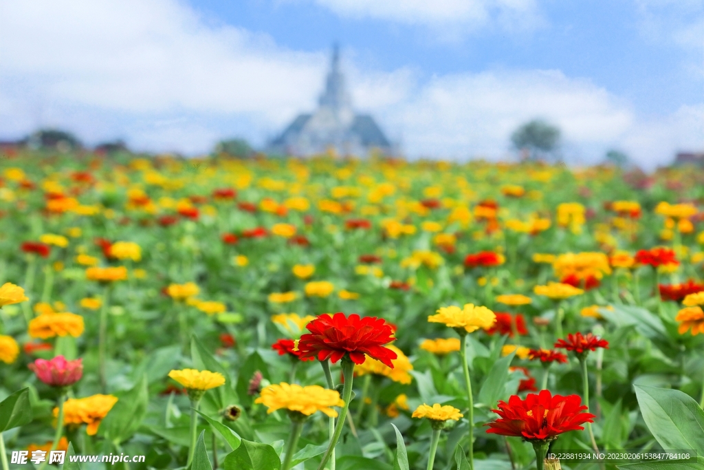 百日菊