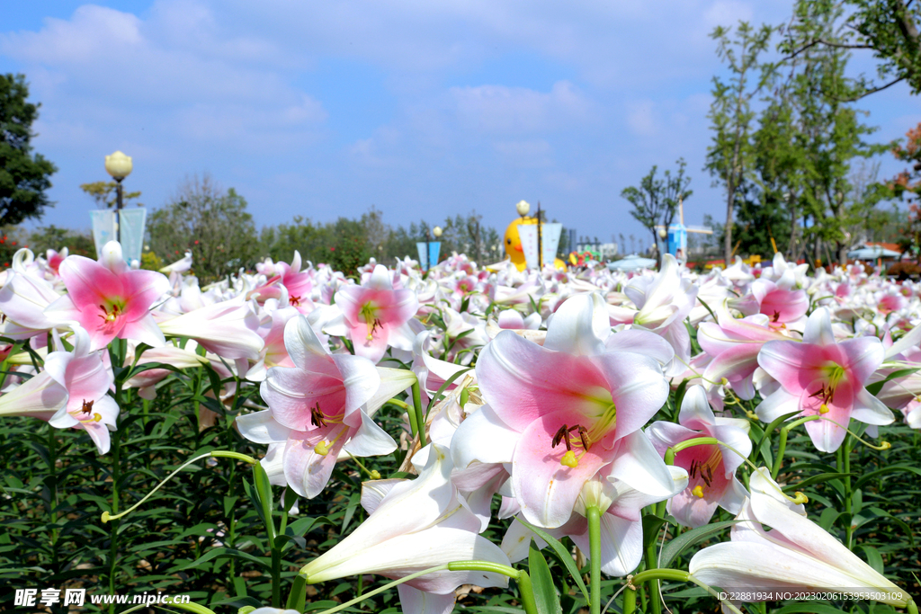 百合花