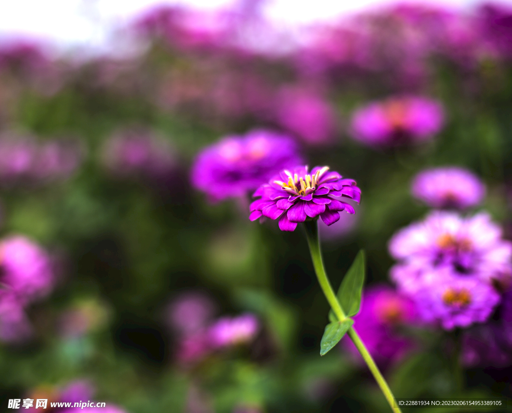 花卉
