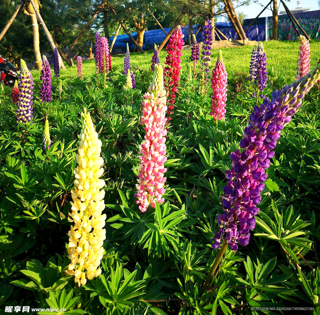 醉美鲁冰花