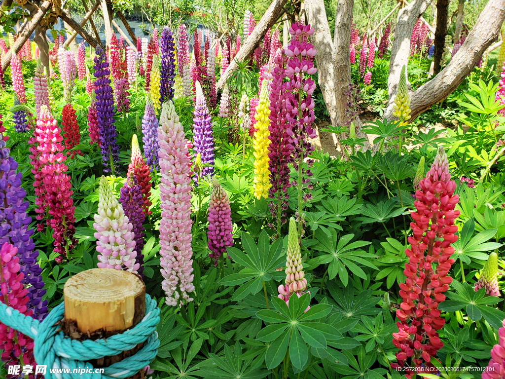 醉美鲁冰花