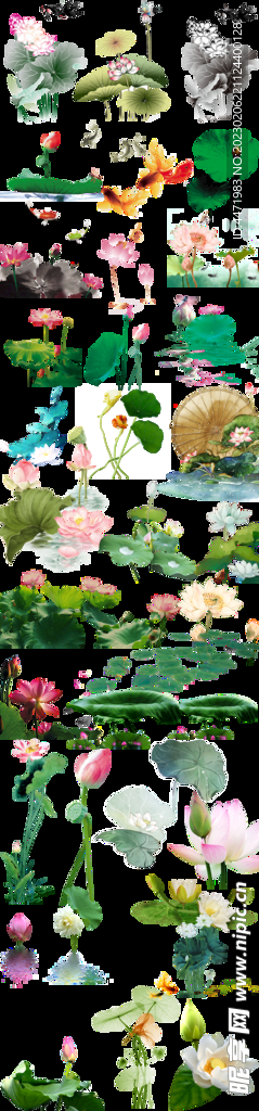 荷花