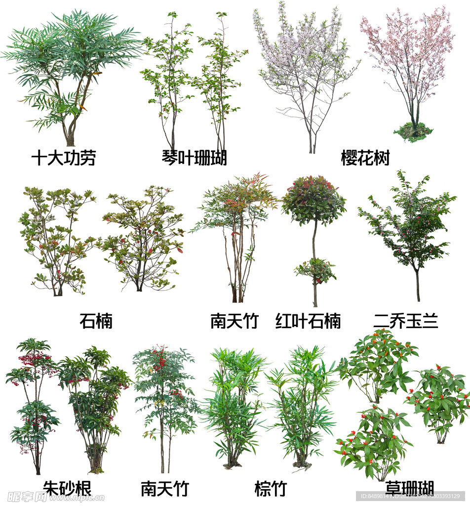 地被开花植物图片