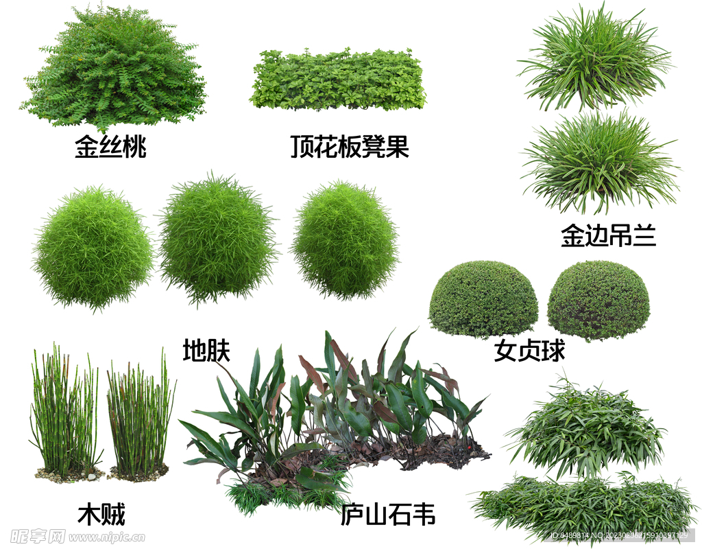 地被开花植物图片
