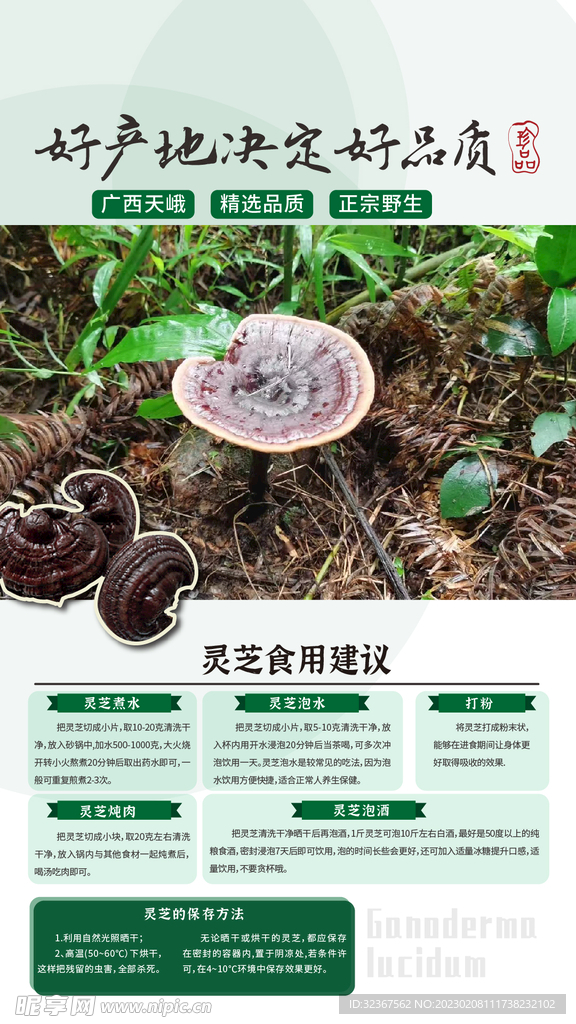 灵芝妙用