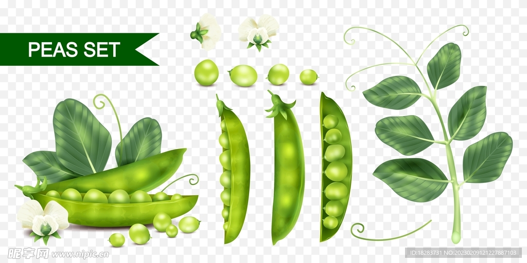 豌豆植物