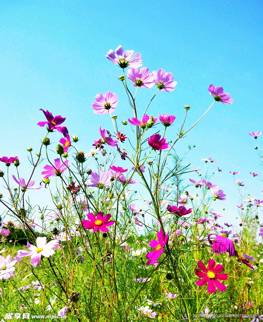 格桑花开