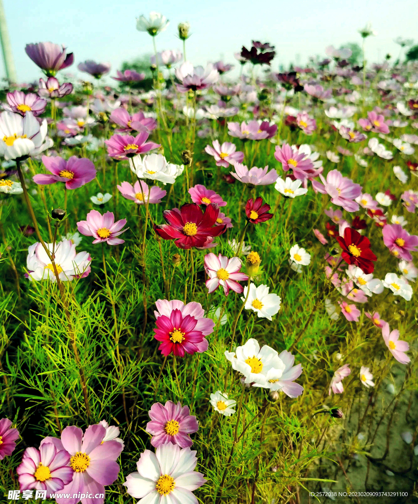 格桑花开