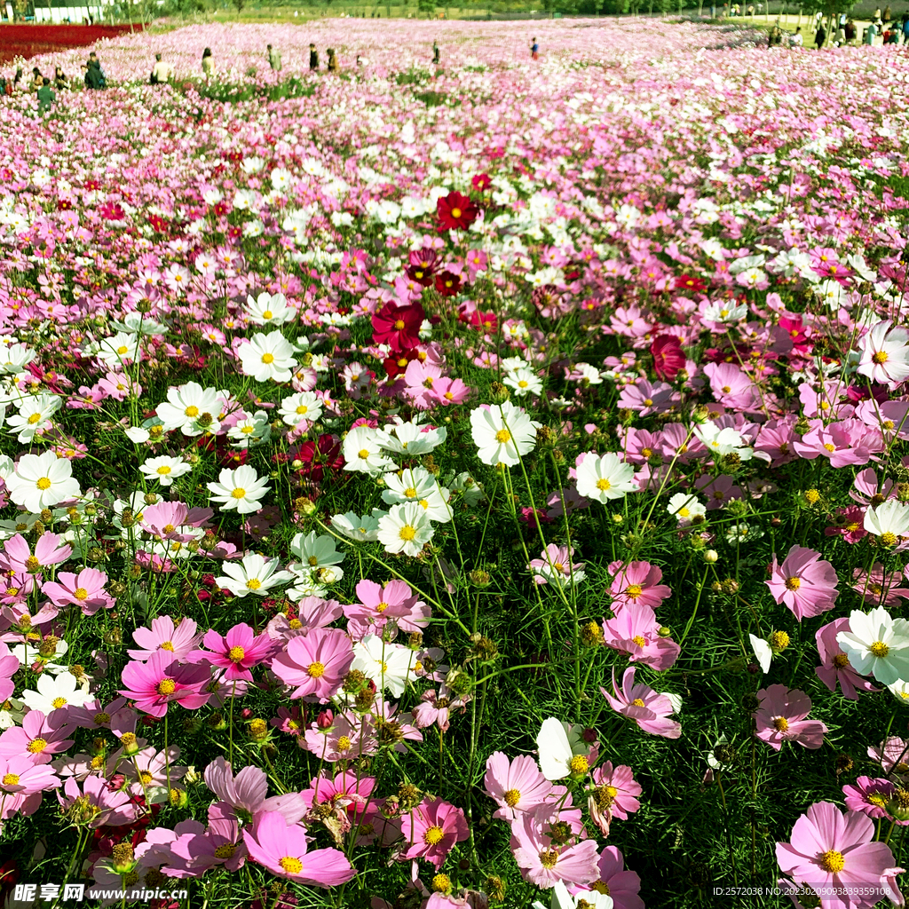 格桑花开