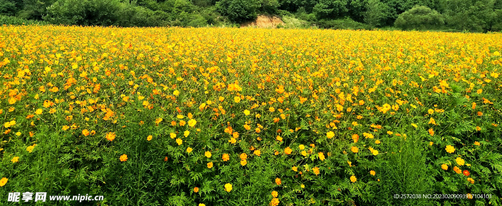格桑花开
