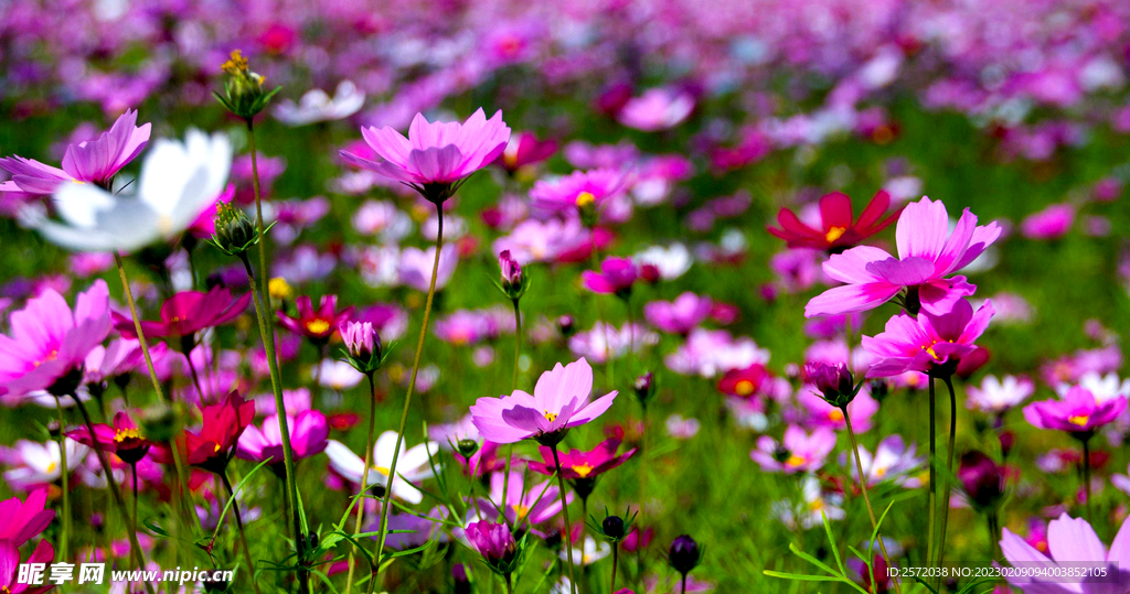 格桑花开