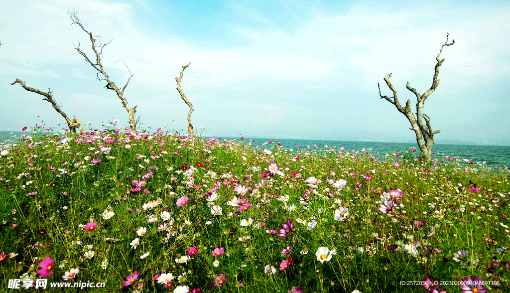 格桑花开