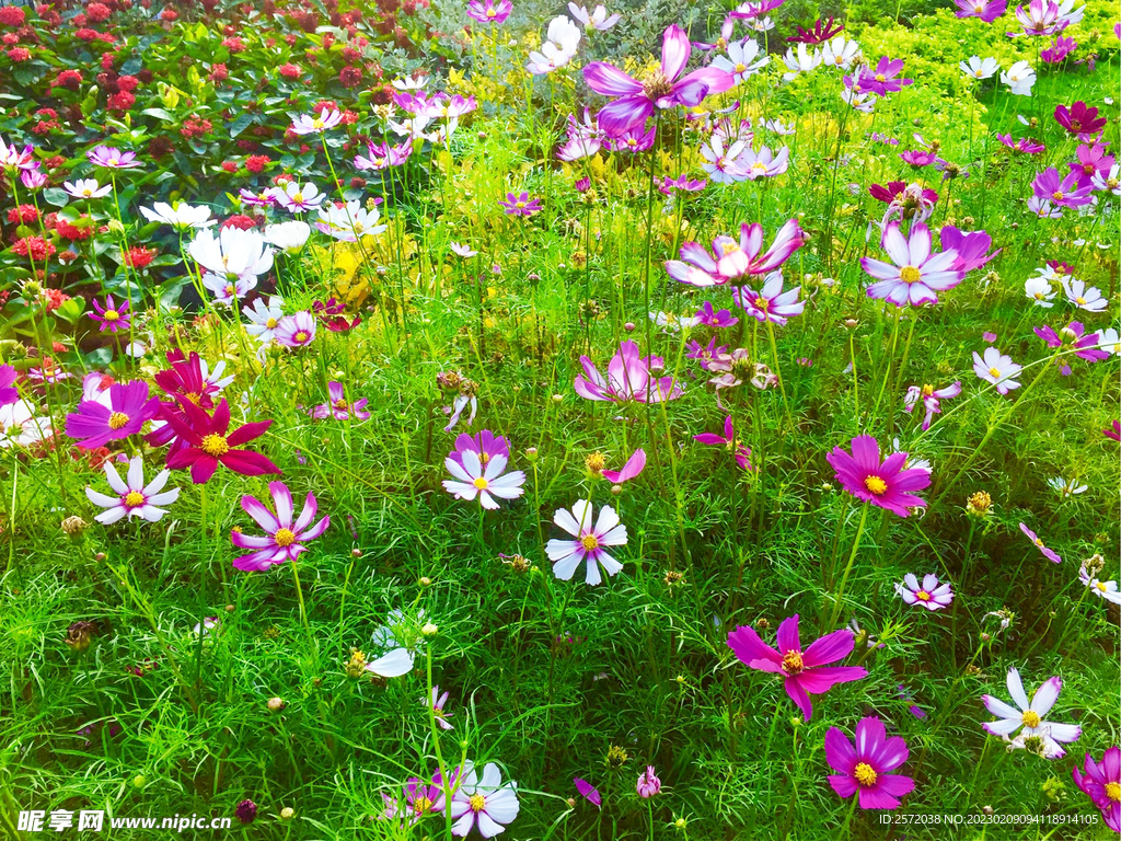 格桑花开