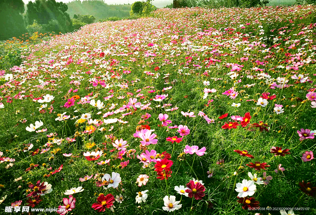 格桑花开
