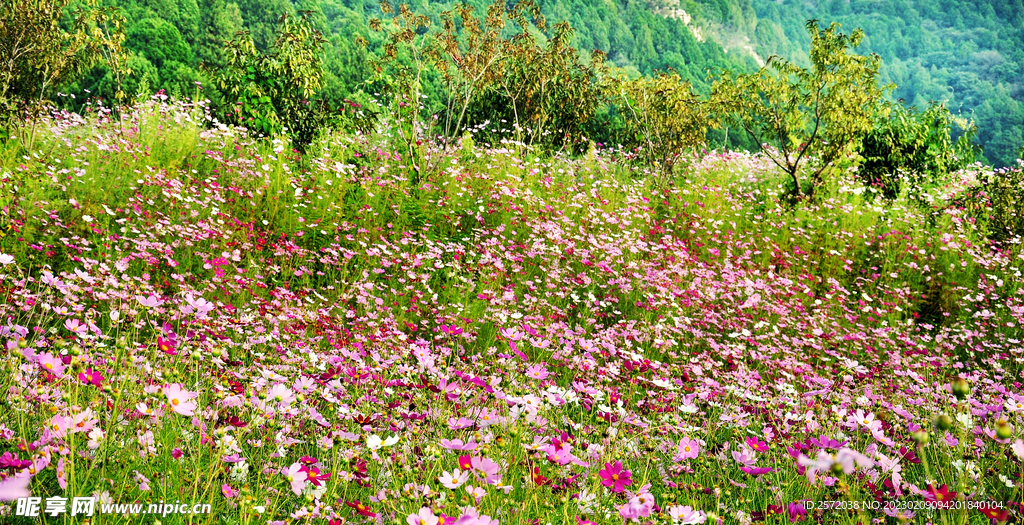格桑花开