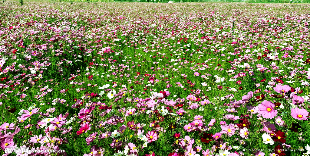 格桑花开