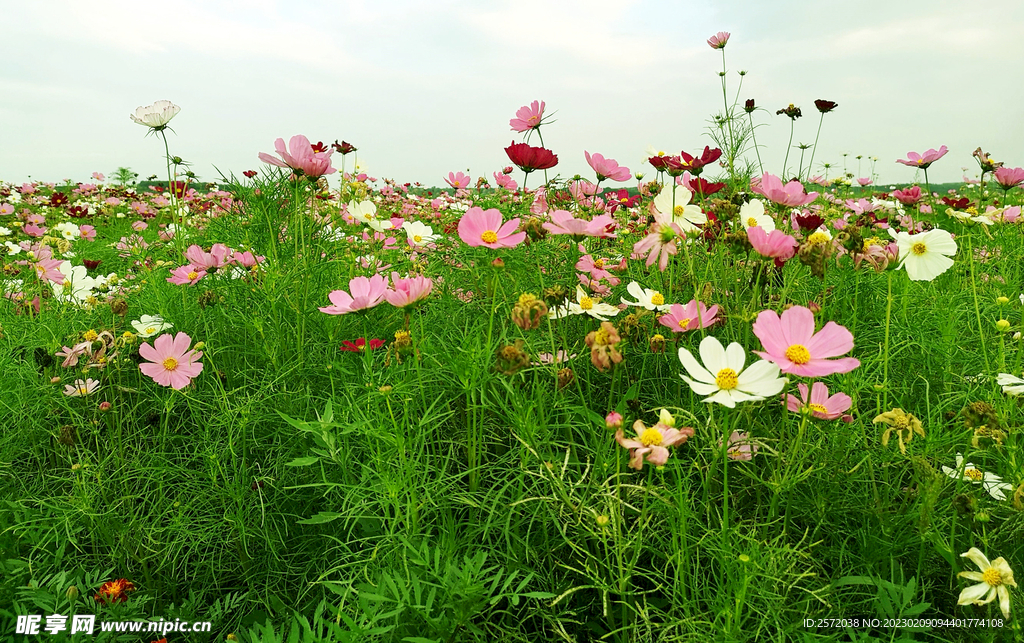 格桑花开