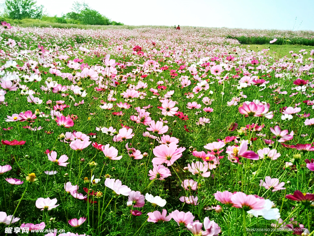 格桑花开