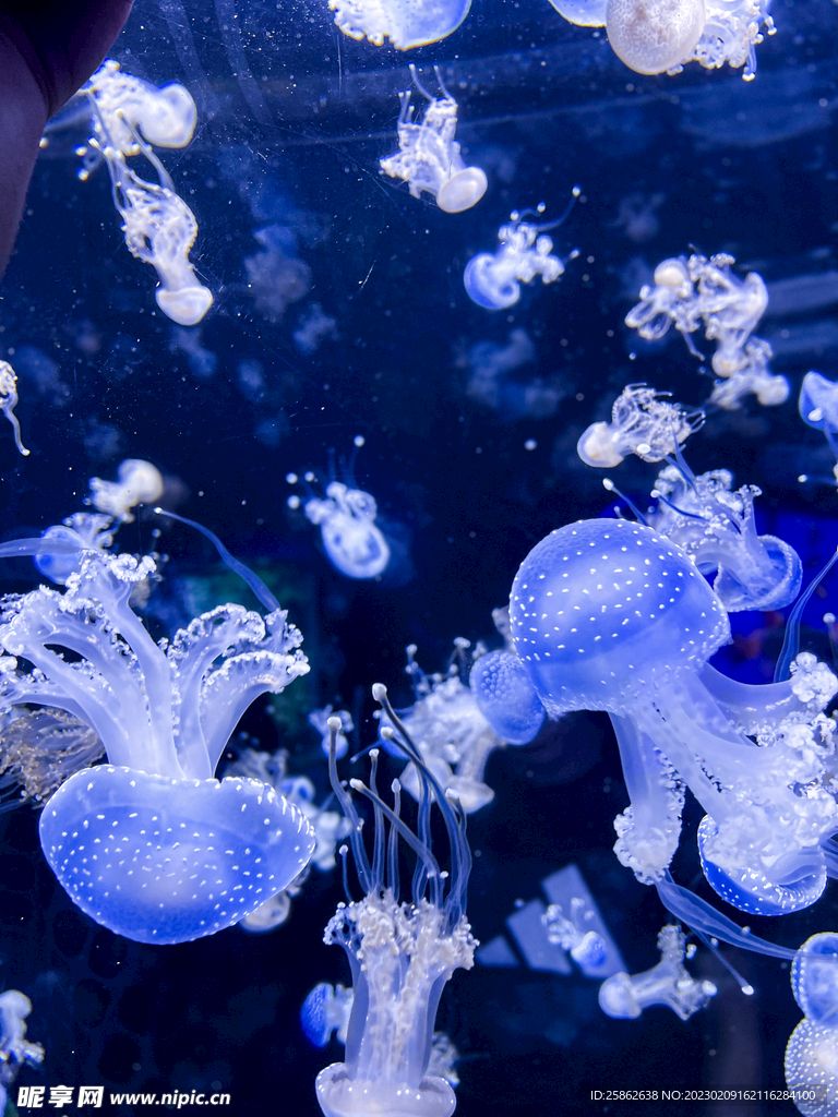水族馆 水母 蓝色 裙边